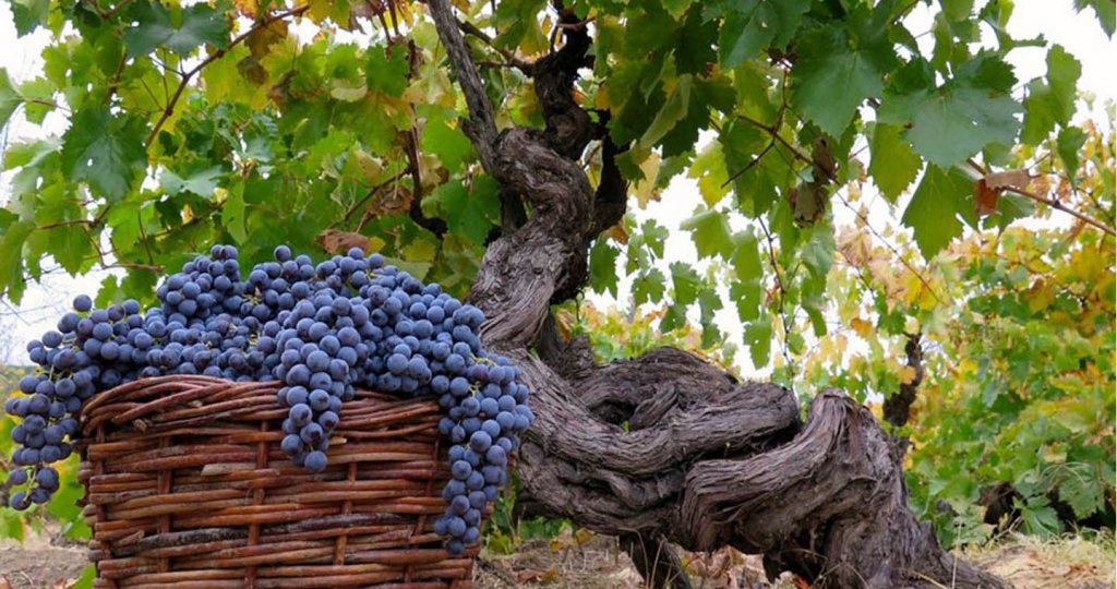 Placeres Experience: Visita Valle del Maule